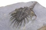 Impressive, Spiny Psychopyge Trilobite - Morocco #381165-5